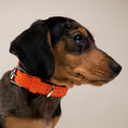 Load image into Gallery viewer, Dog Collars