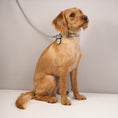 Load image into Gallery viewer, Dog Leads