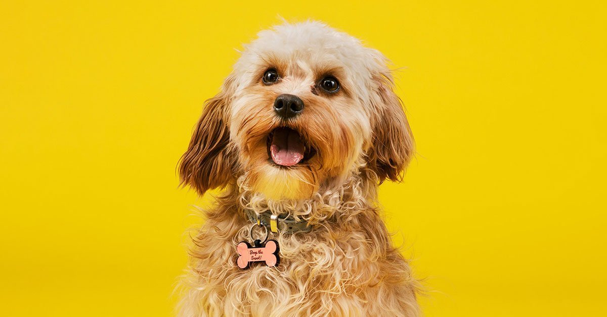 Silicone Dog Tags Truffle & Paw